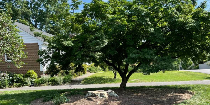 Tree removal service