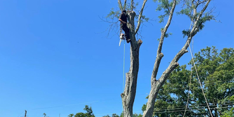 Tree trimming service